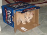 Cats love boxes