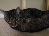 Dega kitty bed (1)