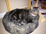 Dega kitty bed (2)