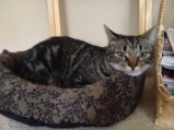 Dega kitty bed (3)