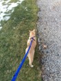 Tucker goes for a warm winter day walk