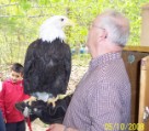 American Bald Headed Eagle 2