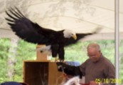 American Bald Headed Eagle spread