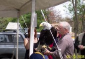 American Bald Headed Eagle