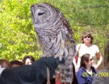 Barred Owl 2