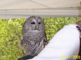 Barred Owl