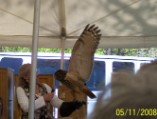 Eurasian Eagle Owl spread