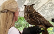 Eurasian Eagle Owl