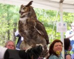 Great Horned Owl 2