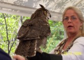 Great Horned Owl 3