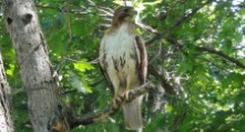 Hawk on hole 18 closeup