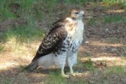 Hawk on hole 2 closeup