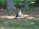 Hawk on hole 2