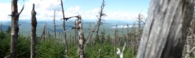 Wooded summit of Elephant panorama