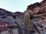 Cactus among levels of rock