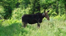 Moose approaching East Kennebego peak