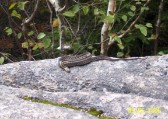 Wildlife near summit of Mt. Wonalancet (2780')