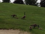 Hoodkroft Geese and little ones