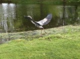 Hoodkroft Heron takes flight