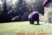 Bear in Bill Demers yard 2