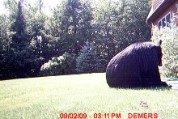 Bear in Bill Demers yard