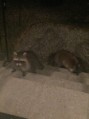 Racoons love sunflower seed too 3