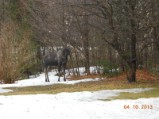 Moose in Bill's yard 2