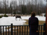 Moose in Bill's yard 3