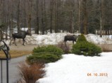 Moose in Bill's yard