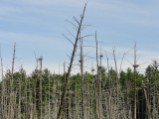 Heron Rookery off Heron Trail