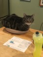 A stool cushion still works fine on the counter