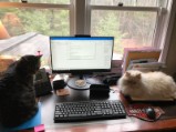 Administrative Fursistants