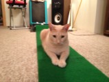 I had more fun with Tuck on this putting rug