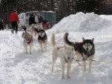 Sled Dog Team 2