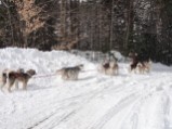 Sled Dog Team