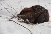 Busy beaver