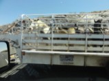 Horses in 100 degree highway wind