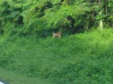 Deer on Skyline Drive 3